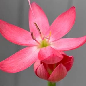 Meet your Posher, Alicia